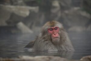 子連れに最適な露天風呂が楽しめる旅館はどこ？