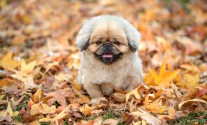 犬と一緒に楽しめる温泉での部屋食はどこがおすすめ？
