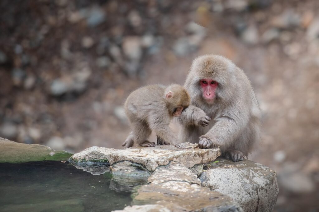 赤ちゃん連れに最適な温泉宿はどこ？
