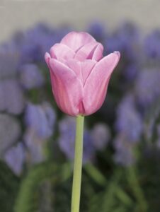 一人旅で格安の旅館を予約する方法は？