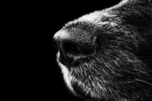 犬と泊まれる宿で楽しむ部屋食のおすすめは？