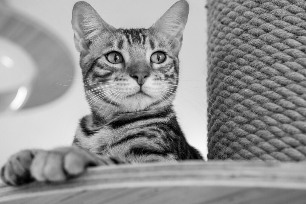 ペットと泊まれる温泉宿がある関西のおすすめスポットは？