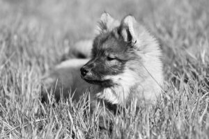 犬と一緒に楽しめる温泉プール付き宿はどこにある？