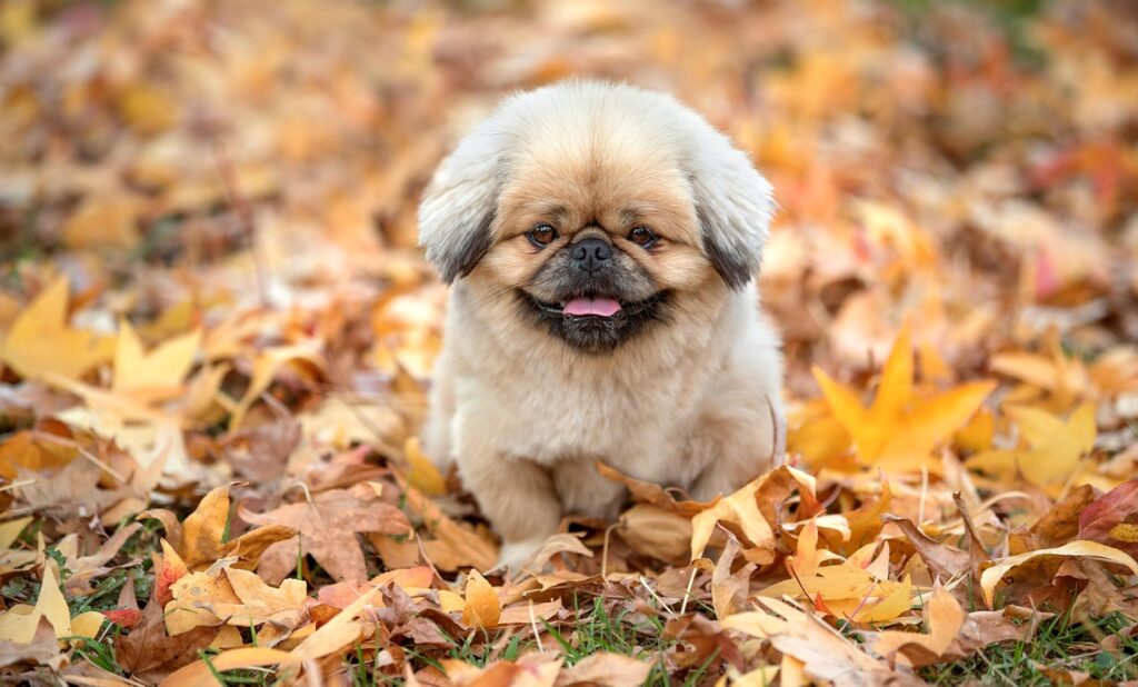 犬と一緒に食事ができる同伴可宿はどこにある？