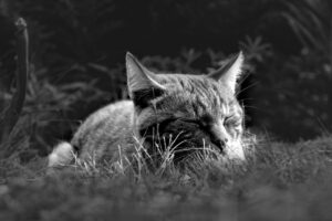 猫と泊まれる宿での快適な滞在方法は？