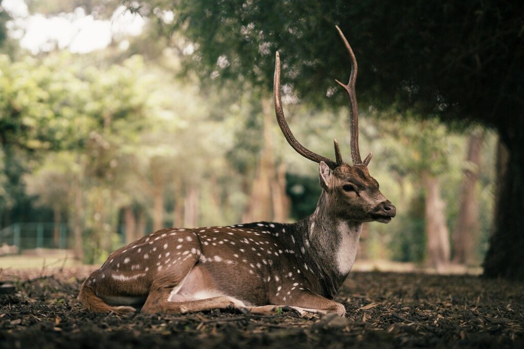 子連れで楽しめる静かな宿はどこにある？