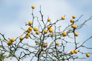 ワーケーションに参加できるコミュニティのプログラムとは？