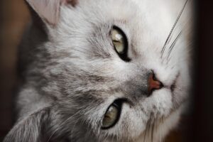 ペット同伴で楽しむ国内旅行におすすめの宿は？