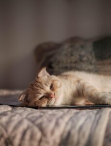 夜景が楽しめる国内旅行の宿おすすめは？