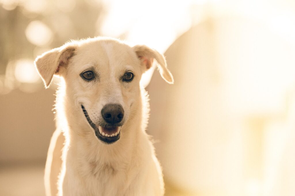 犬連れ宿の口コミでおすすめの特別な国内旅行は？