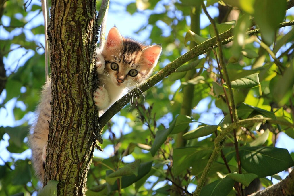 猫連れの国内旅行に最適な特別な宿の選び方は？