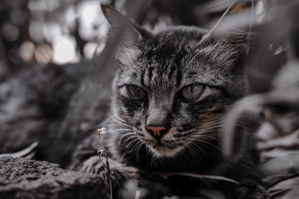 猫連れ宿の口コミで特別な国内旅行を楽しむ方法は？