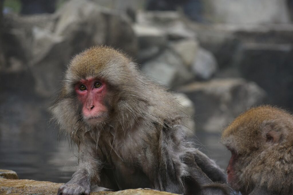 露天風呂宿の口コミで評判の特別な国内旅行先は？