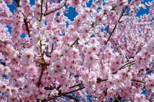桜向け宿の比較で国内のおすすめはどこ？