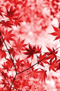 紅葉を楽しめる宿の口コミで特別な国内旅行を計画するには？