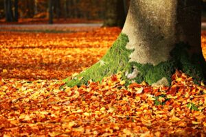 紅葉向けの宿を国内で比較するポイントは？